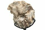 Cretaceous Ammonite (Mammites) Fossil with Metal Stand - Morocco #217432-1